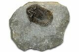 Detailed Scabriscutellum Trilobite - Morocco #359136-3